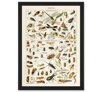 Artery8 Millot Encyclopedia vintage Insects Dragonfly Nature Artwork Framed Wall Art Print A4 in Black Artery8 Black