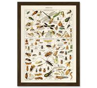 Millot Encyclopedia vintage Insects Dragonfly Nature Artwork Framed Wall Art Print A4 Artery8 Brown One Size