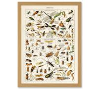 Artery8 Millot Encyclopedia vintage Insects Dragonfly Nature Artwork Framed Wall Art Print A4 in Light Oak Artery8 Light Oak