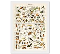 Millot Encyclopedia vintage Insects Dragonfly Nature Artwork Framed Wall Art Print A4 Artery8 White One Size