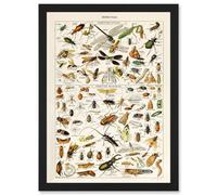 Artery8 Millot Encyclopedia Vintage Insects Dragonfly Nature Wall Art Print - A4 Size