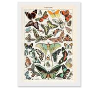 Artery8 Millot Encyclopedia vintage Variety Butterflies Moths Nature Artwork Framed Wall Art Print A4 in White Artery8 White