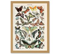 Artery8 Millot Encyclopedia vintage Variety Butterflies Moths Nature Artwork Framed Wall Art Print A4 in Light Oak Artery8 Light Oak