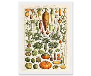 Artery8 Millot Encyclopedia vintage Vegetables Legumes Nature Artwork Framed Wall Art Print A4