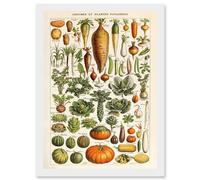 Millot Encyclopedia vintage Vegetables Legumes Nature Artwork Framed Wall Art Print A4 Artery8 White One Size