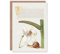Artery8 Model Book of Calligraphy Art Card White Lily Snail & Sweet Flag Artery8 White