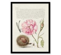 Artery8 Model Book Of Calligraphy Framed Wall Art Damselfly Rose Chestnut Spider - A3 Size