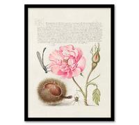 Artery8 Model Book of Calligraphy Framed Wall Art Damselfly Rose Chestnut Spider in White | Size: A4 Artery8 White A4