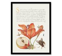 Artery8 Model Book of Calligraphy Framed Wall Art Insects Orange Lily & Apple in White | Size: A4 Artery8 White A4