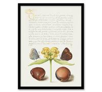 Artery8 Model Book Of Calligraphy Framed Wall Art Moths Jerusalem Sage And Beans - A4 Size