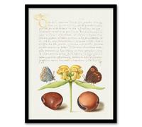 Artery8 Model Book of Calligraphy Framed Wall Art Moths Jerusalem Sage & Beans in White | Size: A3 Artery8 White A3