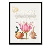 Artery8 Model Book of Calligraphy Framed Wall Art Pear Pink Tulip & Seashell in White | Size: A3 Artery8 White A3