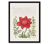 Artery8 Model Book Of Calligraphy Framed Wall Art Poppy Anemone And Myrtle - A3 Size