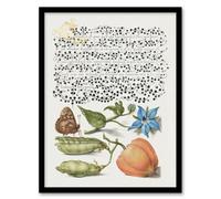 Artery8 Model Book Of Calligraphy Framed Wall Art Talewort Pea And Lantern Plant - A3 Size