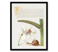 Artery8 Model Book of Calligraphy Framed Wall Art White Lily Snail & Sweet Flag | Size: A3 Artery8 White A3