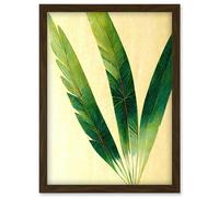 Artery8 Modern Fan Palm Tree Leaf Detail Study Illustration Artwork Framed Wall Art Print A4 in Brown Artery8 Brown