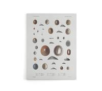 Artery8 Mollusca Shells Marine Life Augustus Gould Canvas Wall Art Print in White | Size: W24" x H32" Artery8 White W24" x H32"