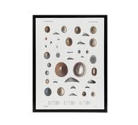 Artery8 Mollusca Shells Marine Life Augustus Gould Framed Canvas Wall Art in White | Size: W24" x H32" Artery8 White W24" x H32"
