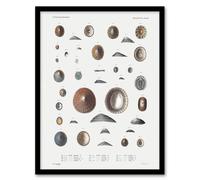 Artery8 Mollusca Shells Marine Life Augustus Gould Framed Wall Art Print in White | Size: A4 Artery8 White A4