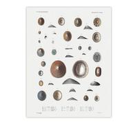 Artery8 Mollusca Shells Marine Life Augustus Gould Wall Art Poster Print 12X16"