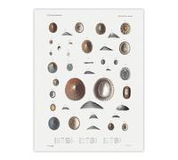 Artery8 Mollusca Shells Marine Life Augustus Gould Wall Art Poster Print in White | Size: W18" x H24" Artery8 White W18" x H24"