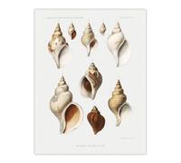 Artery8 Molluscs Of The Northern Seas Albert I Wall Art Poster Print 12X16"