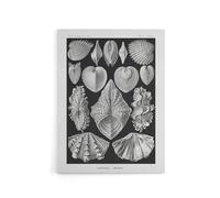 Artery8 Mollusks Clams Oysters Canvas Wall Art Print 18X24 Artwork By Haeckel : Shellfish Mollusk Print Ideal For Kitchen Or Hallway Showing Marine Diversity And Intricate Structure
