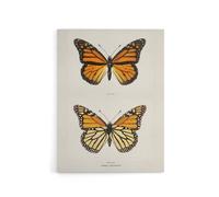 Artery8 Monarch Butterfly Vintage Illustration Denton Canvas Wall Art Print in White | Size: W12" x H16" Artery8 White W12" x H16"