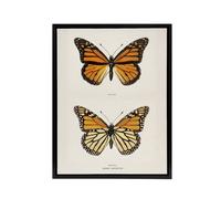 Artery8 Monarch Butterfly Vintage Illustration Denton Framed Canvas Wall Art in White | Size: W12" x H16" Artery8 White W12" x H16"