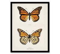 Artery8 Monarch Butterfly Vintage Illustration Denton Framed Wall Art Print in White | Size: A4 Artery8 White A4