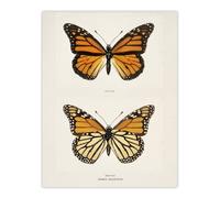 Artery8 Monarch Butterfly Vintage Illustration Denton Wall Art Poster Print in White | Size: W18" x H24" Artery8 White W18" x H24"