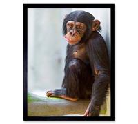 Artery8 Monkey Baby Chimp Chimpanzee Home Decor 12x16" Framed Wall Art in Brown | Size: W12" x H16" Artery8 Brown W12" x H16"