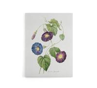 Artery8 Morning Glory Floral Redoute Vintage Canvas Wall Art in White | Size: W18" x H24" Artery8 White W18" x H24"