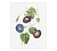 Artery8 Morning Glory Floral Unframed Wall Art Print Poster 12X16 Artwork By Redoute : Climbing Vine Plate Adding Graceful Rhythm And Nature Inspired Tone To Decor