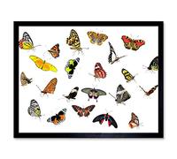 Artery8 Moths Butterflies Insects Collage Photo Art Print Framed Poster Wall Decor 12x16 inch