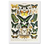 Artery8 Moths Butterflies Lepidopterists A4 Artwork Framed Wall Art Print
