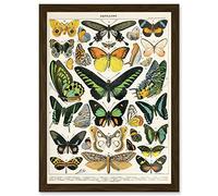 Artery8 Moths Butterflies Lepidopterists A4 Artwork Framed Wall Art Print