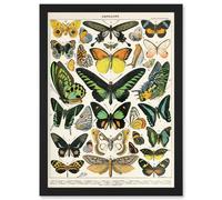 Artery8 Moths Butterflies Lepidopterists A4 Artwork Framed Wall Art Print