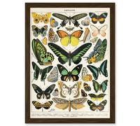 Artery8 Moths Butterflies Lepidopterists A4 Artwork Framed Wall Art Print