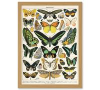 Artery8 Moths Butterflies Lepidopterists A4 Artwork Framed Wall Art Print
