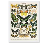 Artery8 Moths Butterflies Lepidopterists A4 Artwork Framed Wall Art Print