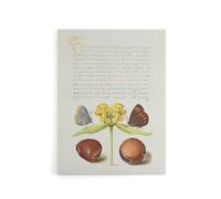 Artery8 Moths Jerusalem Sage & Beans Calligraphy Canvas Wall Art Print in White | Size: W24" x H32" Artery8 White W24" x H32"