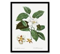 Artery8 Mountain Camellia Flower Framed Wall Art Print A4 Artwork By Redoute : Mountain Bloom Artwork Enriching Modern Interiors With Gentle Organic Charm