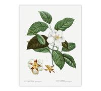 Artery8 Mountain Camellia Flower Unframed Wall Art Print Poster 12X16 Artwork By Redoute : Mountain Bloom Artwork Enriching Modern Interiors With Gentle Organic Charm