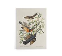 Artery8 Mountain Mocking Bird & Thrush Audubon Nature Canvas Wall Art in White | Size: W12" x H16" Artery8 White W12" x H16"
