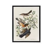 Artery8 Mountain Mocking Bird & Thrush Audubon Nature Framed Canvas Wall Art in White | Size: W12" x H16" Artery8 White W12" x H16"