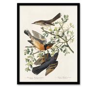 Artery8 Mountain Mocking Bird & Thrush Audubon Nature Framed Wall Art Print in White | Size: A4 Artery8 White A4