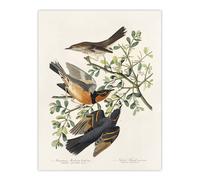 Artery8 Mountain Mocking Bird & Thrush Audubon Nature Wall Art Print Poster in White | Size: W18" x H24" Artery8 White W18" x H24"