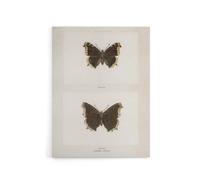 Artery8 Mourning Cloak Butterfly Sherman Denton Canvas Wall Art Print in White | Size: W18" x H24" Artery8 White W18" x H24"