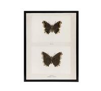 Artery8 Mourning Cloak Butterfly Sherman Denton Framed Canvas Wall Art Print in White | Size: W12" x H16" Artery8 White W12" x H16"